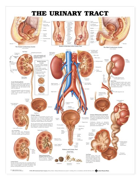 Vintage anatomy charts of the human body showing the skeletal and muscle systems. The Urinary Tract Anatomical Chart - Anatomy Models and ...