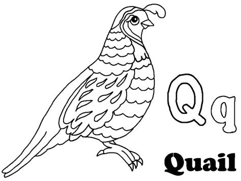 Alphabet Q Is For Quail Coloring Page : Color Luna