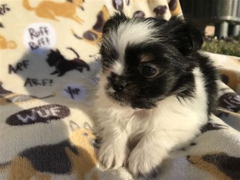 At michigan puppy, we offer. Mi-Ki puppy for sale in GRAND ISLAND, NE. ADN-71392 on ...