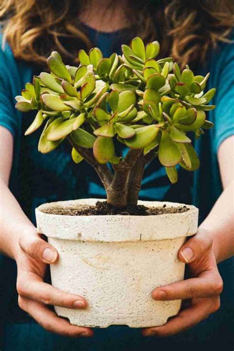 How To Grow Succulents Indoors Detailed Guide Succulents Network
