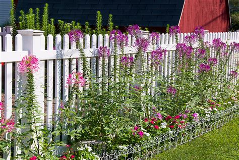 Annual Flower Garden With Fence Plant And Flower Stock Photography