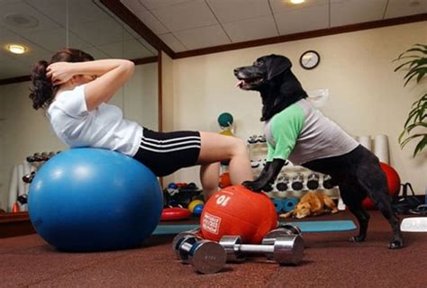 Need A Partner For Workout Try Dogs Lifestyle News