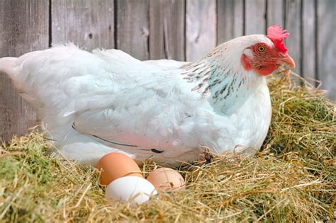 Chicken Sitting On Eggs In The Hay Nest Stock Photo Download Image