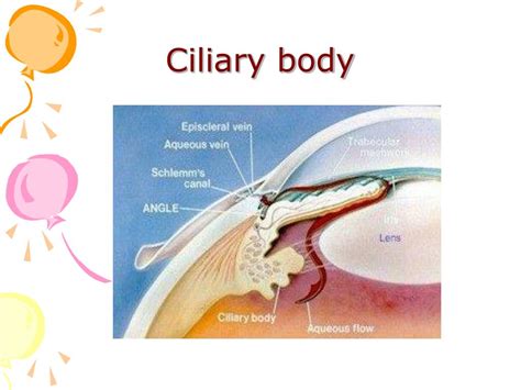 Ppt Anatomy And Diseases Of The Uvea Powerpoint Presentation Free