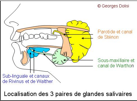 Bactrocera cucurbitae, glande salivaire, motifs de bandes, cartes de chromosomes polytènes. Le goût du savoir !: La salive