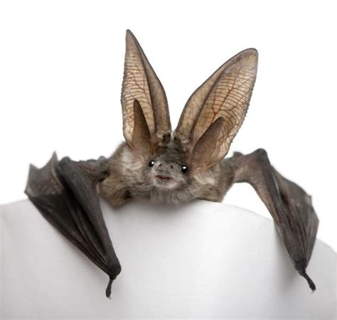Haben sie eine fledermaus im haus? Fledermaus im Haus: Verirrte Fledermäuse wieder loswerden