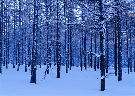 Fondos De Pantalla Bosques Invierno árboles Nieve Naturaleza Descargar