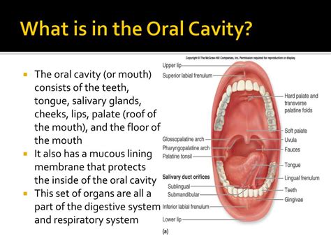 Mouth Cavity Anatomy