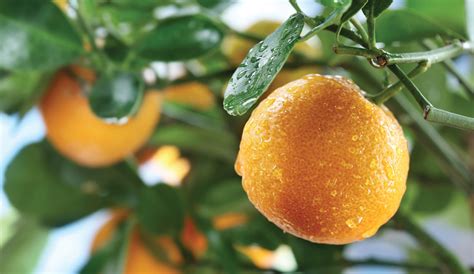 Growing Citrus for North Florida - Tallahassee Nurseries | Tallahassee ...
