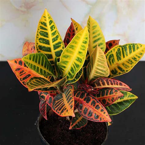 Croton Petra Plantxo Buy Online And Get Hand Delivered