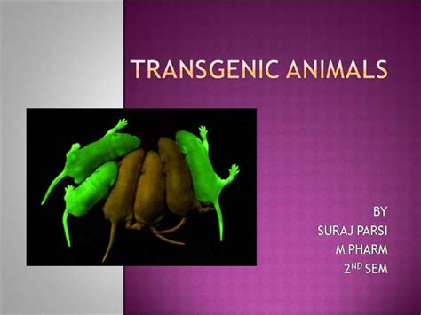 After these foreign genes get into an organism, they don't necessarily stay put. Transgenic Animals |authorSTREAM