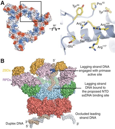 structure of hexameric dnab helicase and its complex with a domain of dnag primase science