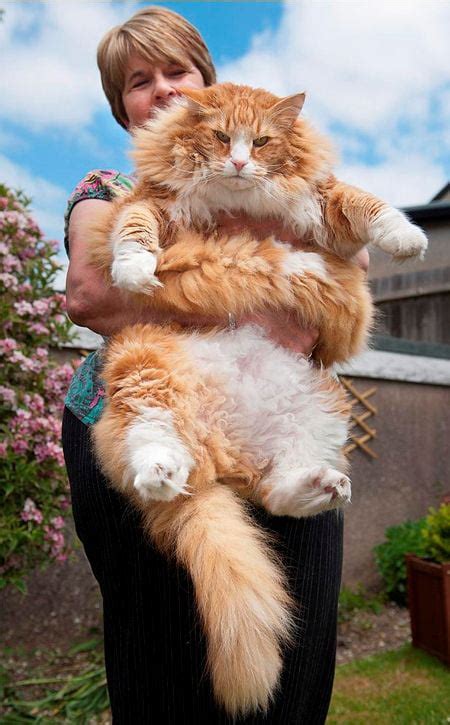 The Size Of A Norwegian Forest Cat Gag