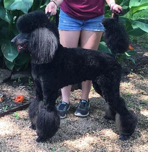 Multi Colored Poodles