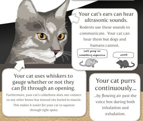 17 Things Worth Knowing About Your Cat Catster