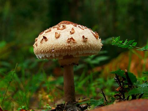 Free Images Nature Forest Autumn Soil Botany Flora Fauna