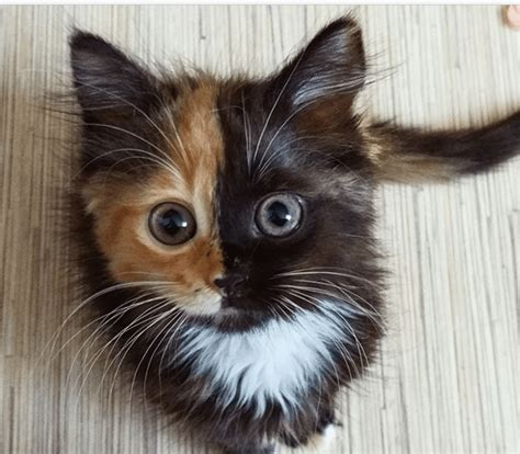 Two Faced Tortie Is Naturally Beautiful Life With Cats