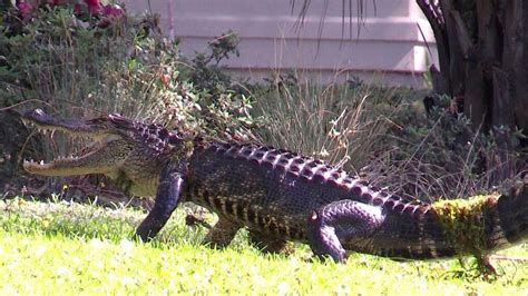 Why So Many Of Sc Alligator Attacks Were On Hilton Head Island