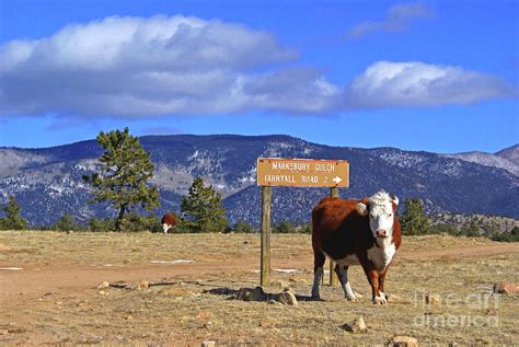 wandering in the colorado wilderness photograph by steffani greenleaf fine art america