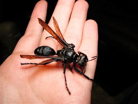 Absurd Creature Of The Week If This Wasp Stings You ‘just Lie Down