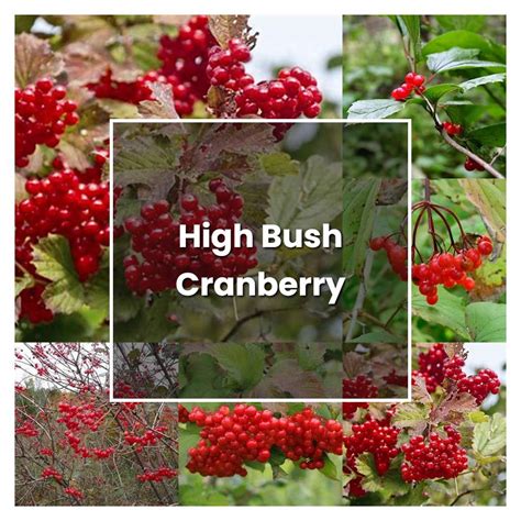 How To Grow High Bush Cranberry Plant Care And Tips Norwichgardener