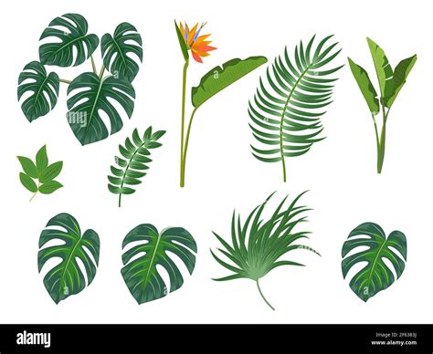 Hojas De Palma Tropical Flores Hojas De Selva Ilustración De Vector