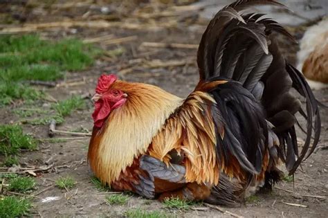 Red Junglefowl Meet The Ancestor Of The Domestic Chicken Photos
