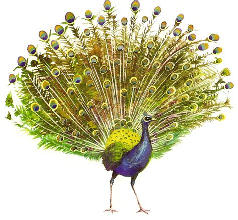 Peacock Png Transparent Images Png All