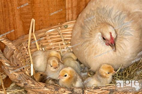 Bantam Gallus Gallus F Domestica Hen Keeping The Chicks Warm