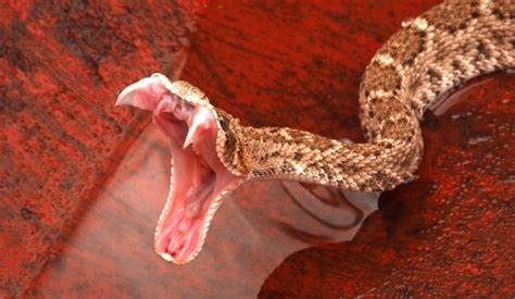 Rattlesnake Facts Live Science