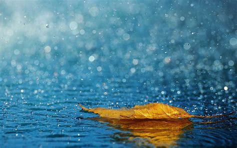 Hd Wallpaper Leaf Drops Rain Autumn Water Yellow Leaves In The