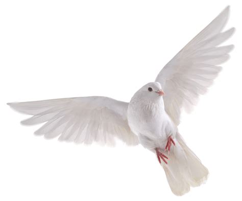 Dove Bird Png Hd Flying White Dove For Free