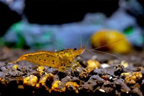 Tangerine Tiger Shrimp Caridina Serrata Shrimp Profile Care Guide