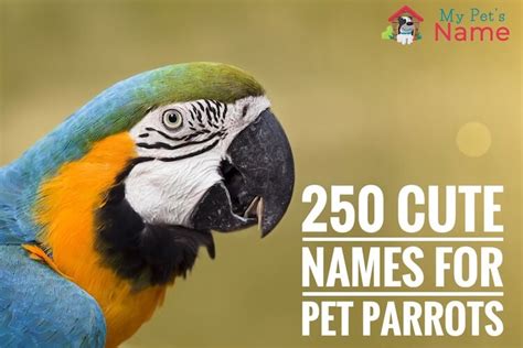 Parrot Names 250 Best Popular And Cute Names For Pet Parrots