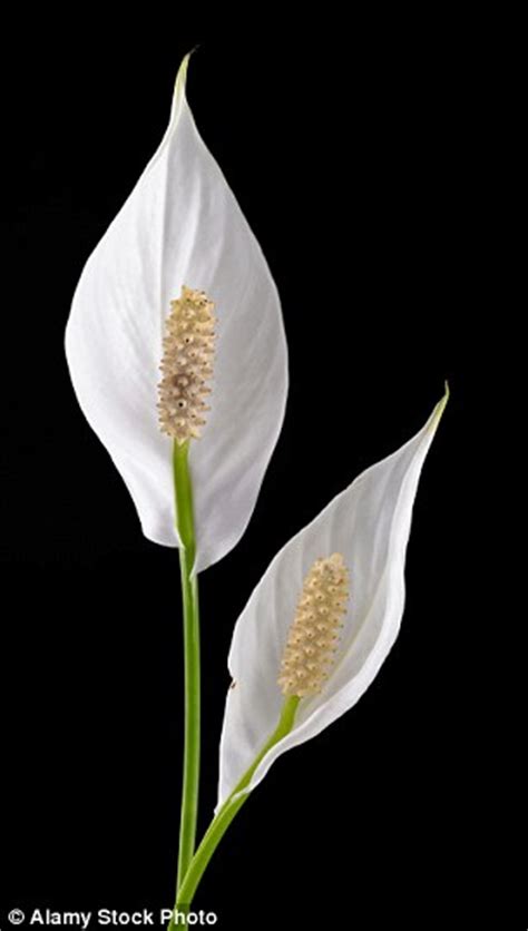 Peace lilies contain insoluble calcium oxalate crystals. Cat owner devastated when kitten is killed by pollen from ...