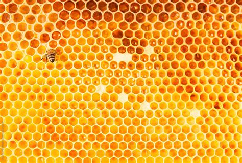 Honeycomb By Stocksy Contributor Visualspectrum Stocksy