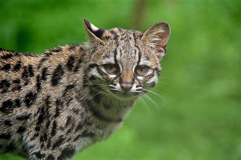 Gato Tigre Todo Sobre Esta Especie Animales Felinos