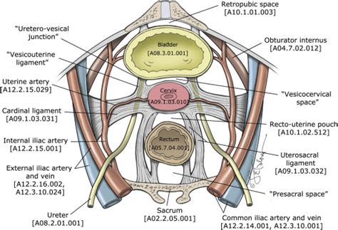 Standardized Terminology Of Apical Structures In The Female Pelvis