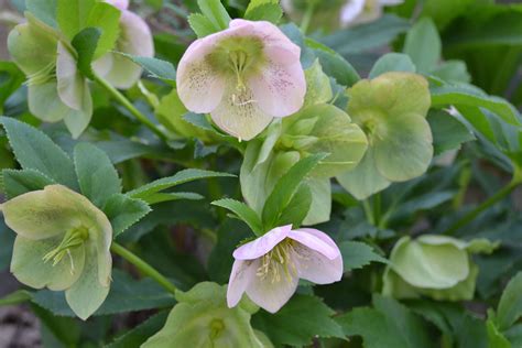 Hellebores Are Among The Earliest Bloomers Perennial Garden