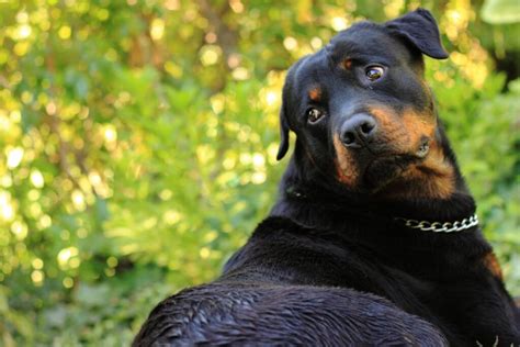 Rottweiler In Heat Understanding Their Behavior Fortail Rottweiler