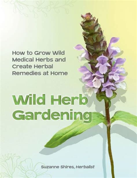 Wild Herb Gardening How To Grow Wild Medicinal Herbs In Your Own
