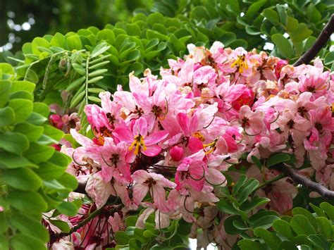 Acacia Rose Robinia Hispida Rosen Akazie Photo Et Image Fleurs