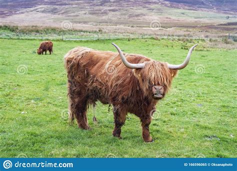 Hairy Highland Cow Standing On A Pasture Royalty Free Stock Image