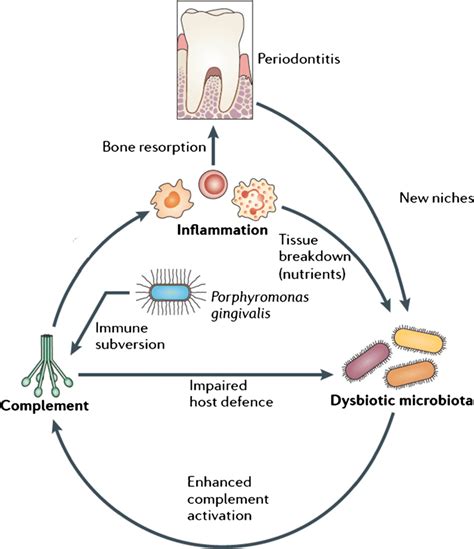 Keystone Pathogeninduced Dysbiosis In Periodontal Disease P