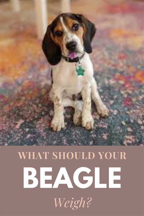 What Should Your Beagle Weigh Beagle Puppy Beagle Puppies
