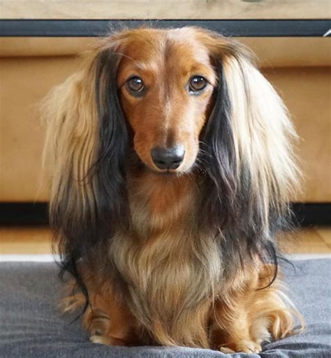 Long Haired Dachshund Dachshund Puppy Long Haired Dachshund Dog