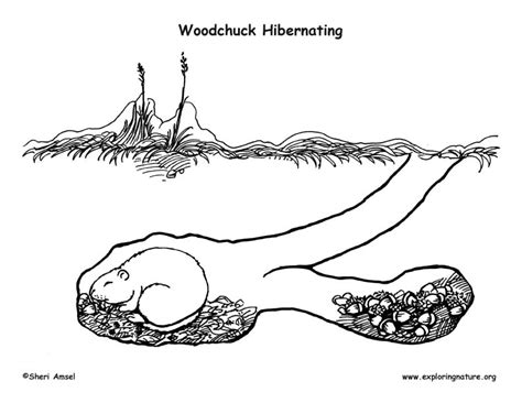 woodchuck hibernating  den coloring nature
