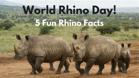 Facts About Black Rhinos For Kids Kids Matttroy