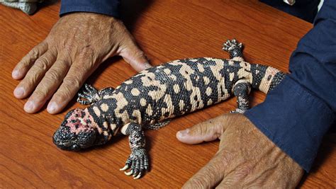 Gila monster 2nd baby hatching see more ». Meet Snoopy, a Gila Monster