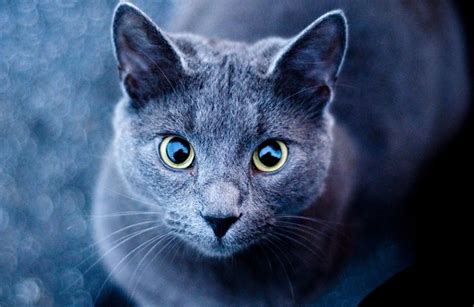 Grey Cat Breeds With Yellow Eyes Pets Lovers